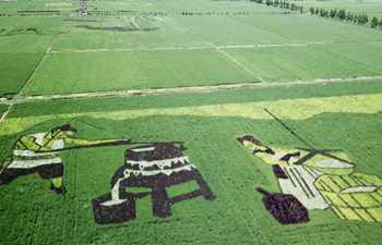 Rice paddy art pictures shown in east China's Anhui