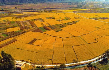 In pics: rice field in Handan, N China's Hebei