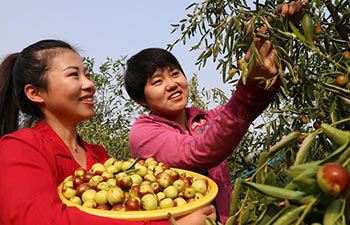 China's Shandong embraces harvest of winter jujubes