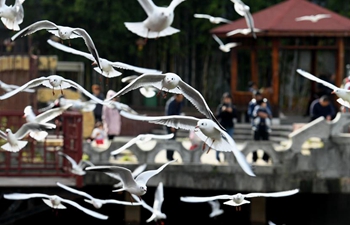 Black-headed gulls migrate to Kunming in China's Yunnan
