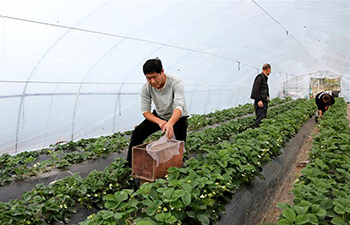 Famers work in winter inside greenhouses in China's Shandong