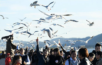 Red-billed gulls fly to Kunming to live through winter