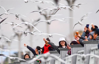 Migratory black-headed gulls attract tourists to Kunming