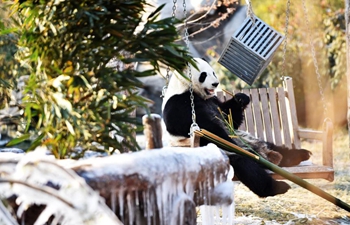 Giant pandas enjoy themselves at Wild World Jinan in E China's Shandong