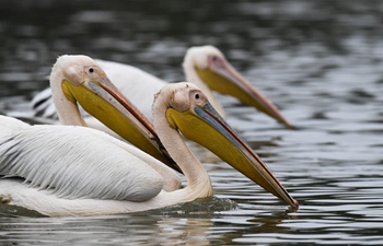 In pics: pelicans at fishpond in Haikou, south China's Hainan