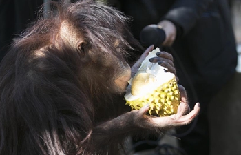 Animals enjoy tropical fruits at Yunnan Wild Animal Park