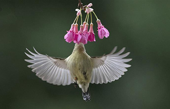 Fork-tailed sunbird gathers honey from flower in Fuzhou