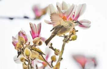 In pics: birds resting on flowering trees across China