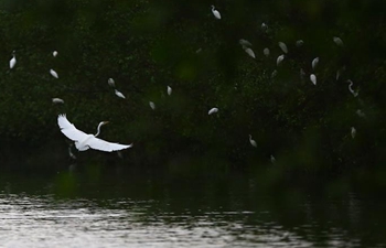 Flock of egrets seen by Sanya River in Hainan