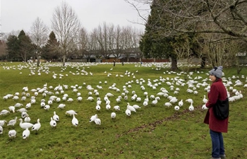 In pics: snow geese at Steveston Village in Richmond, Canada