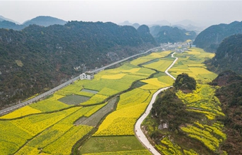 In pics: fields of cole flowers in Liupanshui, SW China's Guizhou