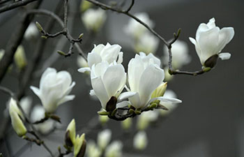 Flowers bloom across China