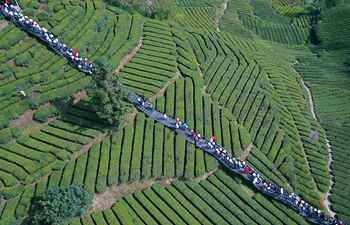 Spring tea enters harvest season in central China's Hubei