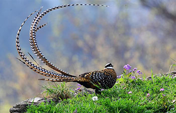 Reeves's pheasants seen in Guangshui, central China's Hubei