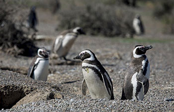Magellanic penguins' reserve in Argentina