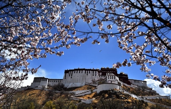 In pics: flowers near Potala Palace in Lhasa, SW China's Tibet