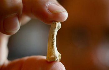 Remains of Homo luzonensis found in Callao Cave on Luzon Island, the Philippines