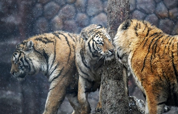 In pics: Siberian tigers in Hailin, NE China's Heilongjiang