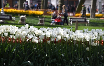 Blooming tulips seen in Istanbul, Turkey