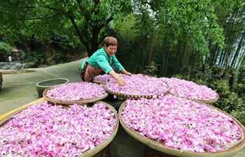 Farmer dries fresh dendrobium noble flowers in SW China's Guizhou