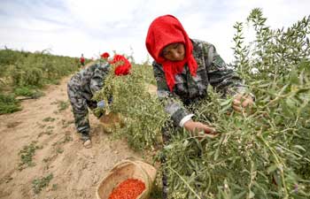 In pics: Harvest of wolfberries in NW China's Ningxia