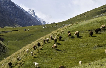 Scenery of Laybulak pasture in NW China's Xinjiang