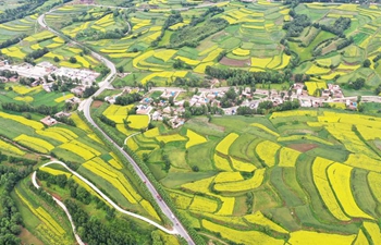 Aerial view of cole flowers in terraced fields in China's Gansu