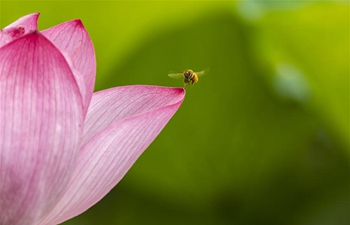 In pics: lotus flowers in bloom across China