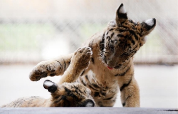 Over 30 Siberian tiger cubs born from end of February in Heilongjiang