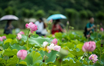 Visitors view lotus flowers at Puzhehei national wetland park in Yunnan
