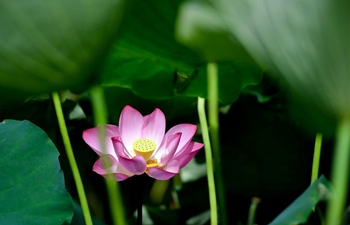 In pics: blooming lotus flowers at park in Changsha