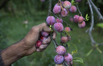 Farmers harvest plums in Indian-controlled Kashmir