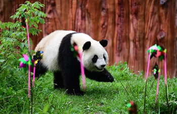 Birthday party held for giant panda in Changchun, China's Jilin
