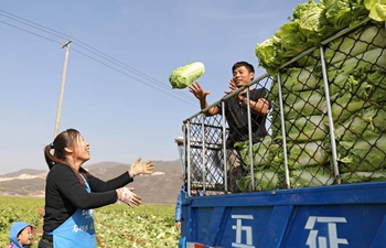 Villagers harvest Chinese cabbages in NE China