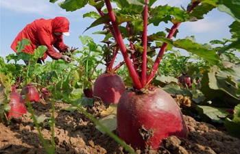 Radishes enter harvest season in north China's Hebei