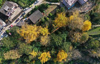 Scenery of ginkgo trees in Huanglian Village in Guiyang, SW China