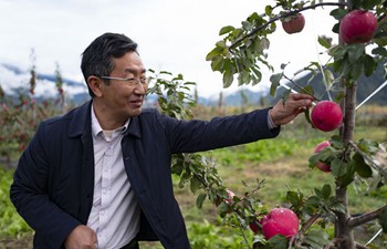 Pic story of apple cultivation professor Xie Hongjiang