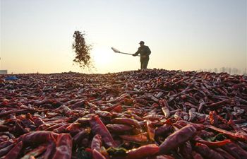 Farmers air chili peppers at Huanglin Village in N China's Hebei