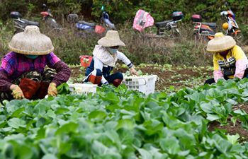 Haikou City guides vegetable production bases, farmers to ensure supply