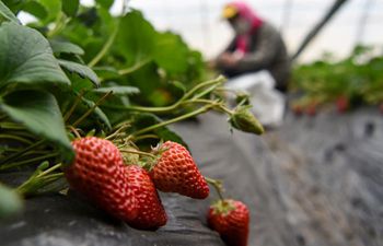 Farmers pick strawberries in Xinjiang