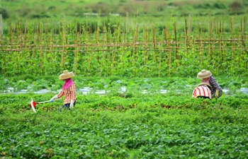 Farmers across China busy with farm work
