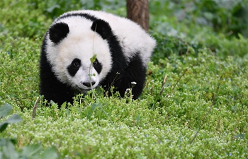 In pics: giant pandas in Shaanxi