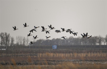 In pics: migrant birds at Wolong Lake wetland in Liaoning