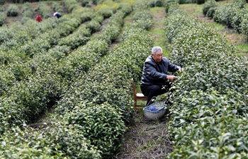Farmers busy with picking and processing of tea leaves