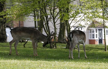 Deer appear at residential areas of London during coronavirus lockdown