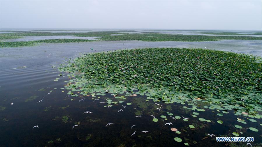 CHINA-HUBEI-HONGHU LAKE-PROTECTION (CN)