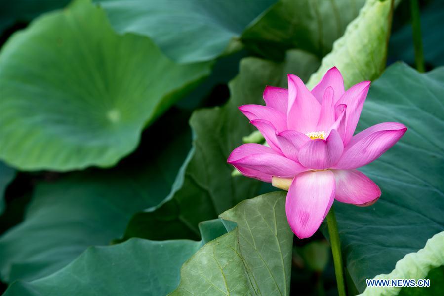 CHINA-HUBEI-HONGHU LAKE-PROTECTION (CN)