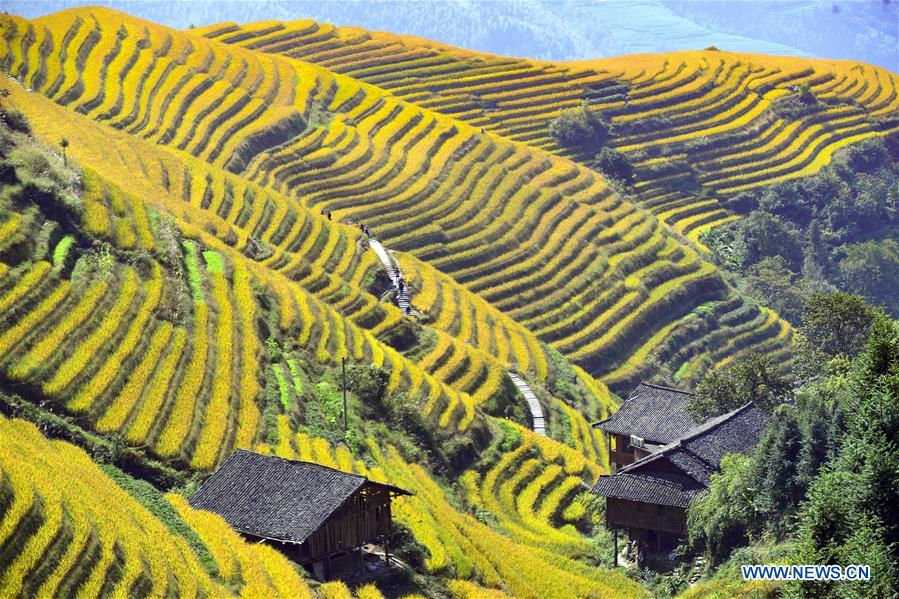 Scenery of terraced rice field of Longji in S China's Guangxi Xinhua English.news.cn