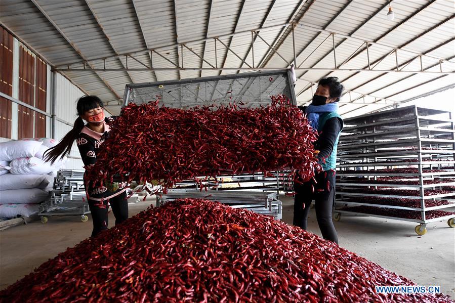 CHINA-SHANXI-AGRICULTURE-CHILLI INDUSTRY (CN)