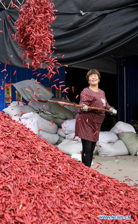 CHINA-SHANXI-AGRICULTURE-CHILLI INDUSTRY (CN)